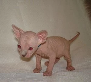 Beautiful TICA Sphinx Kitten